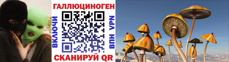Псилоцибиновые грибы Cubensis  Купить где  Бологое 
